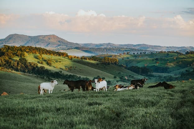 A group of cows, including both white and brown ones, graze and rest on a lush green pasture. The landscape is hilly, with rolling hills extending into the distance under a partly cloudy sky. The scene is serene and pastoral, with a mix of open grassland and patches of trees scattered across the hills.