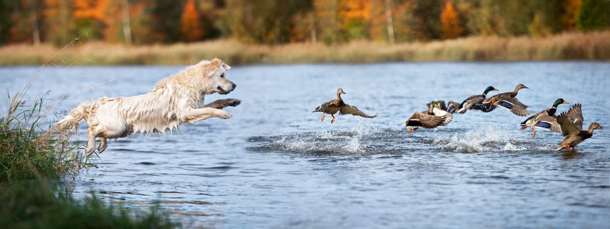 Dog Leaping into Lake Chasing Ducks