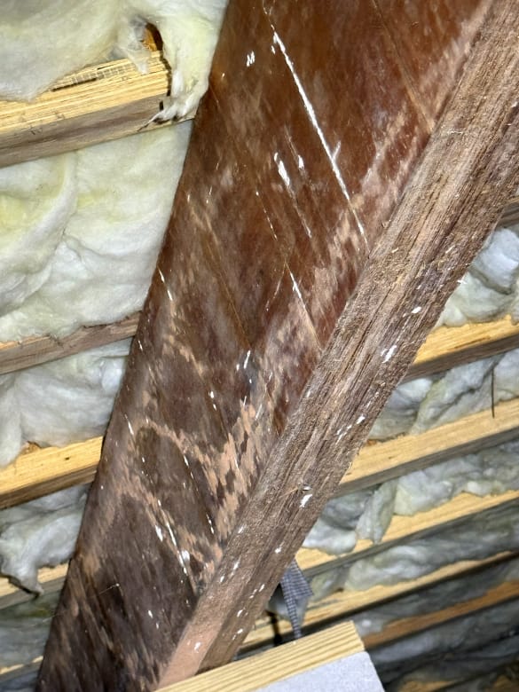 Aged Wooden Beam with White Mold Streaks in Insulated crawl space