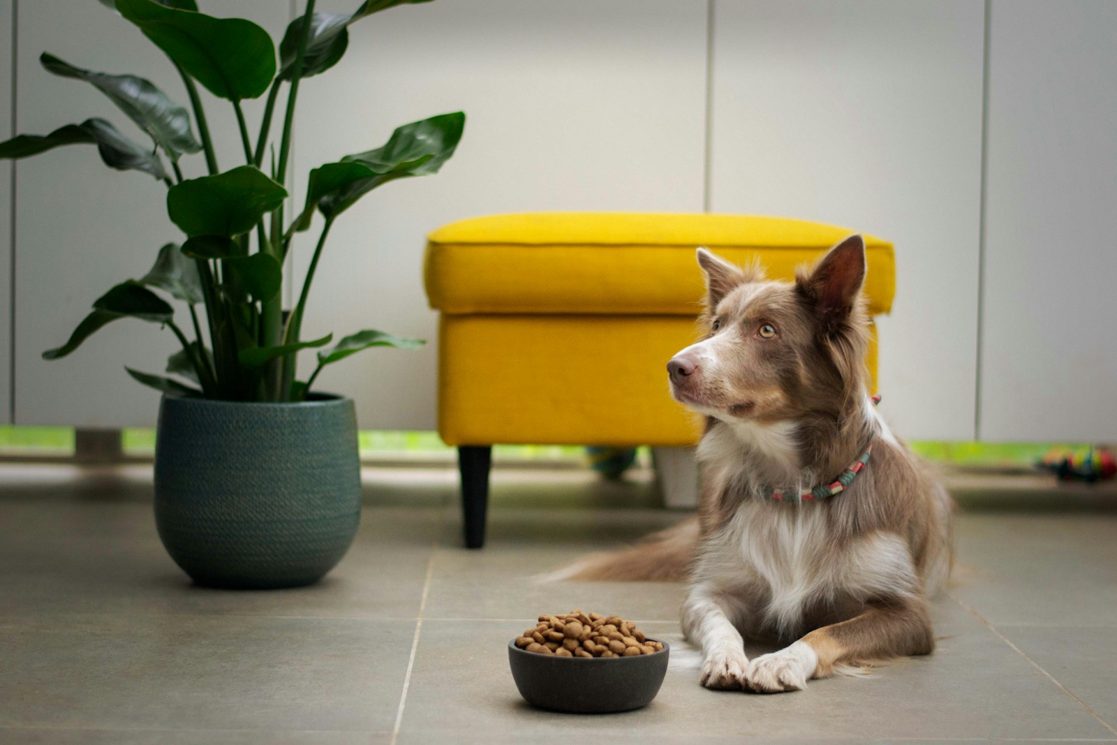 dog-with-bowl
