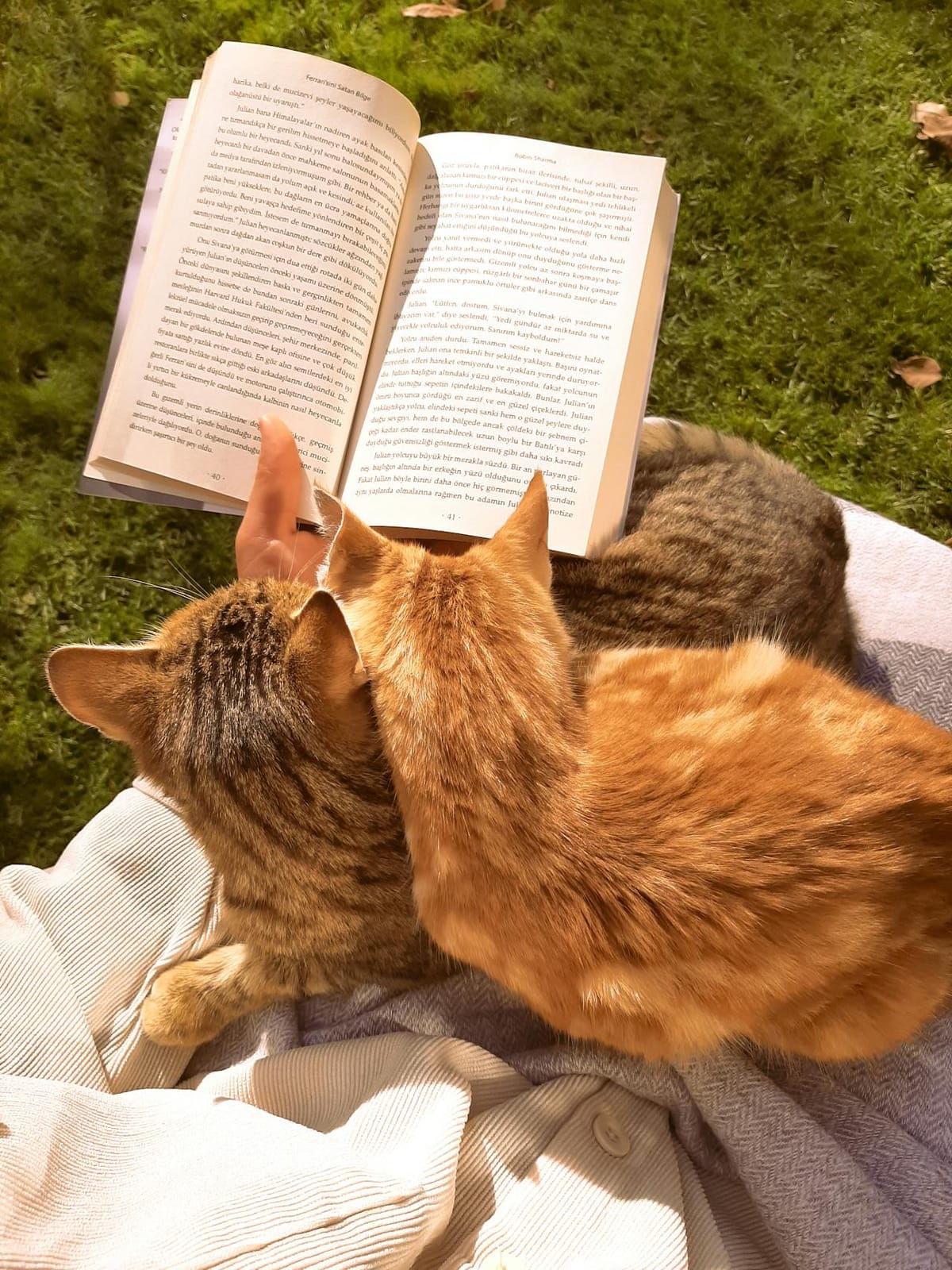 A person is sitting outdoors on a grassy area, holding an open book. Two cats, one orange and one tabby, are cuddling on the person's lap. The book is open to a page with visible text in a language that appears to be Turkish. The scene is sunlit, suggesting a peaceful, leisurely moment.