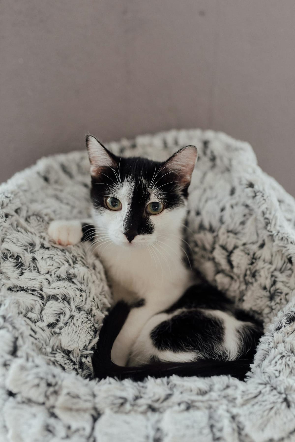 A black and white cat is comfortably lying in a fluffy, textured gray pet bed. The cat has a distinctive black and white face with alert ears and bright eyes. The background is a plain, neutral-colored wall, adding a calm and cozy atmosphere to the scene.