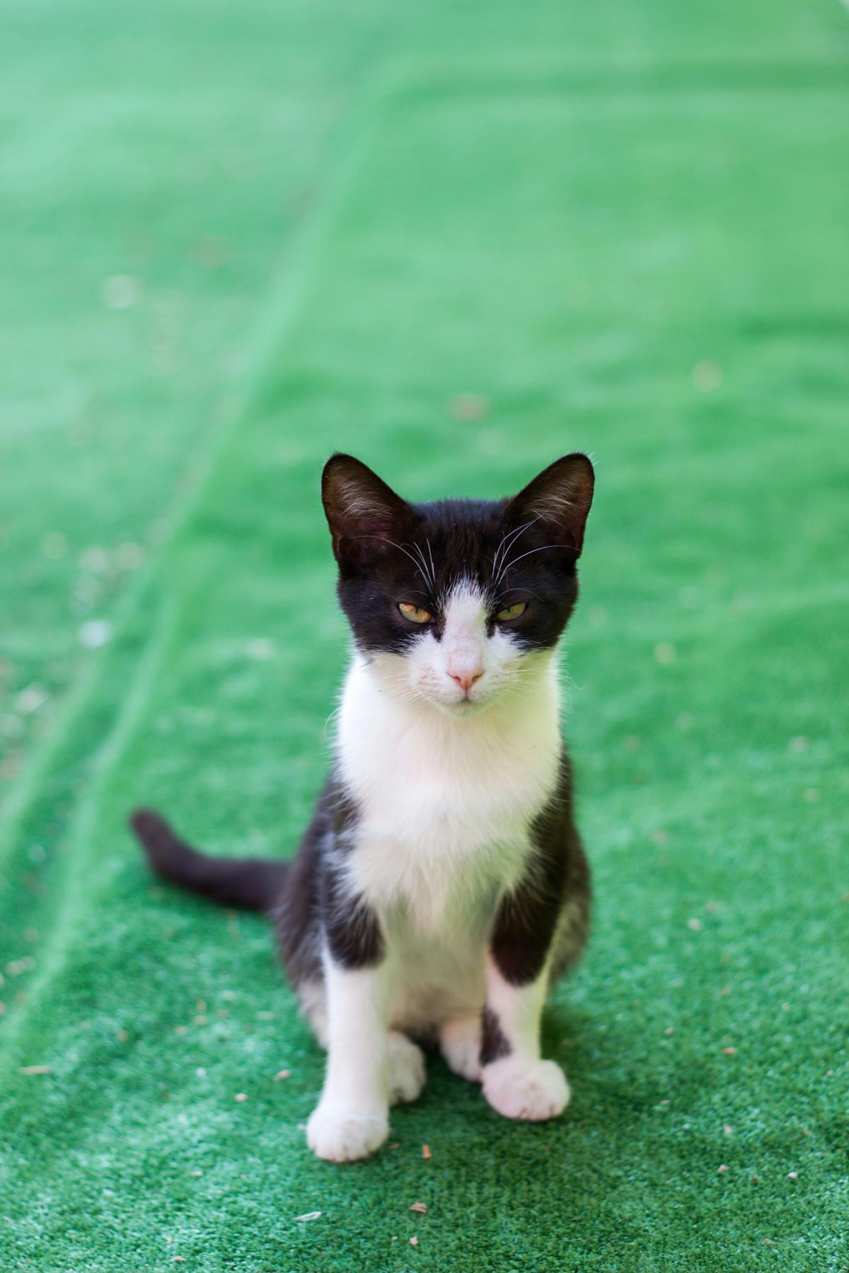 A black and white cat with a distinctive facial pattern is sitting on a green grass surface. The cat has a serious expression and is looking directly at the camera. The background is a uniform green, suggesting an artificial grass mat or well-maintained lawn. The cat's fur is short and its ears are perked up.