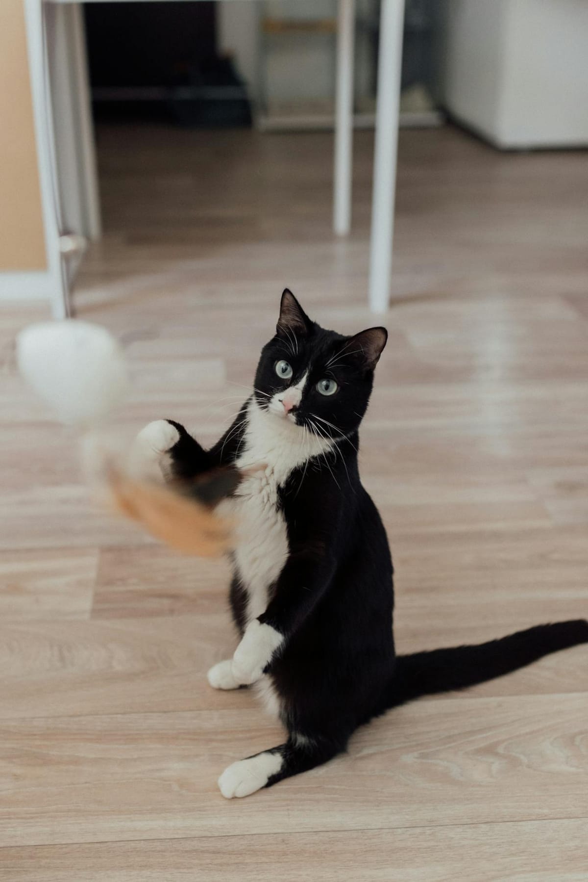 A black and white cat with striking green eyes is playfully interacting with a blurred feather toy. The cat is sitting on its hind legs on a light wooden floor in a room with minimal furniture. The background shows a table leg and part of a doorway, suggesting an indoor setting.