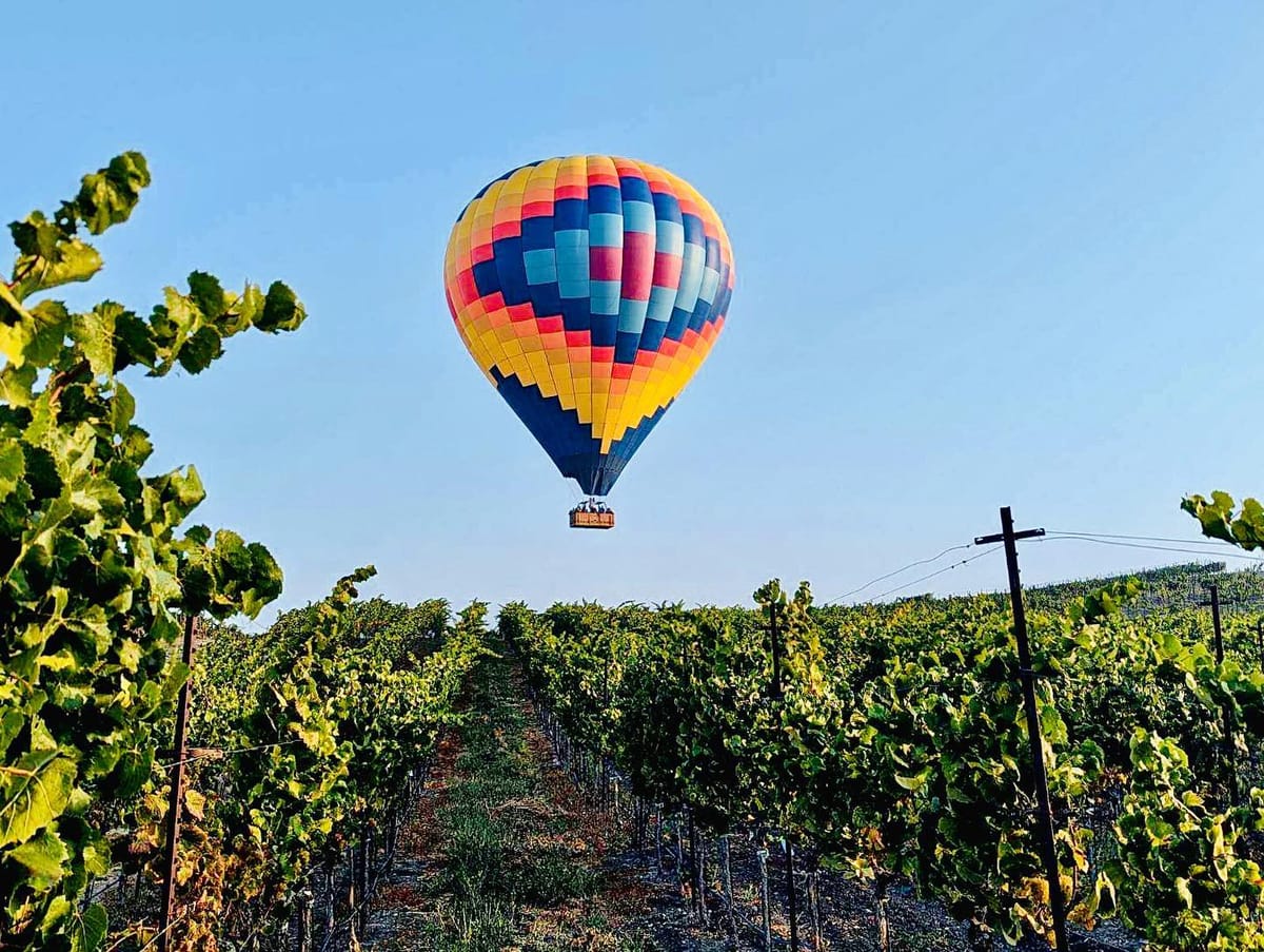 Vibrant Multicolored Hot Air Balloon Soaring Over Lush Green Vineyard Rows Under Clear Blue Sky