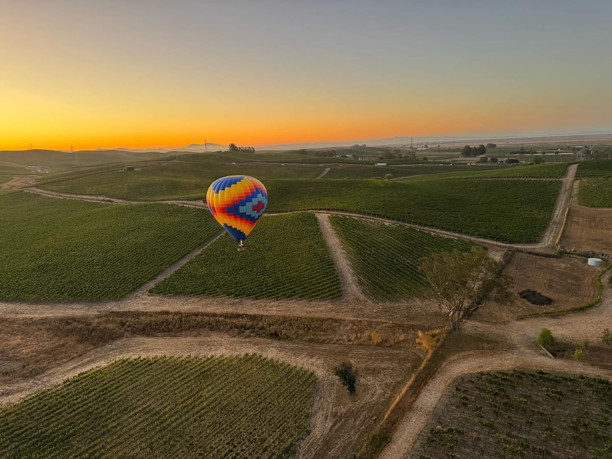 Colorful Hot Air Balloon Gliding Over Expansive Vineyard Landscape at Sunrise with Clear Sky and Rolling Hills in the Distance