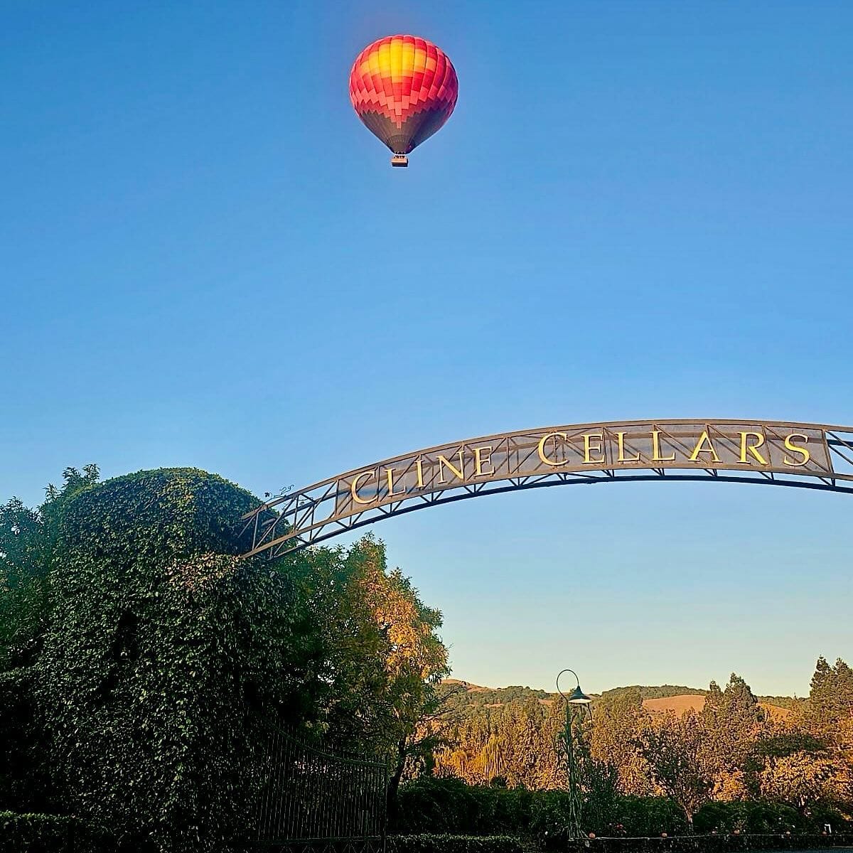 Vibrant Hot Air Balloon Soaring Above Scenic Vineyard Entrance at Cline Cellars with Clear Blue Sky Background